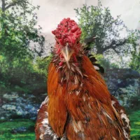 تخم مرغ نطفه دار گلین لری|حیوانات مزرعه|مشهد, چاهشک|دیوار