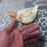 جوجه عروس سرلاکی|پرنده|قم, عمار یاسر|دیوار