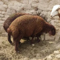 بره قوچی همو و هترو