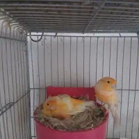 قناری برفکی و پرستار|پرنده|اصفهان, ارداجی|دیوار