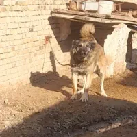 سه عدد سگ جوان گله ای