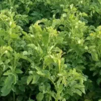 سیب‌زمینی کارلیا۳۰تن