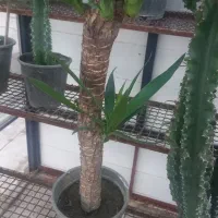 انواع گل|گل و گیاه طبیعی|گرگان, |دیوار