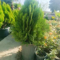 فروش انواع گل و گیاه باغچه ای و آپارتمانی|گل و گیاه طبیعی|کرج, کرج نو|دیوار