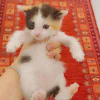 گربه شیطون
