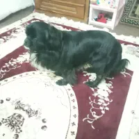 پکینیز انگلیسی نژاد تک
