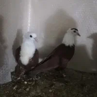 جفت جوجه کله سفید سرخ|پرنده|شوشتر, |دیوار