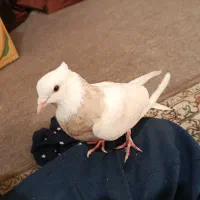 کبوتر طوقی کرمانشاه بدون پرغلط