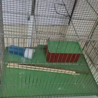 قفس پرنده