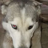 سگ هاسکی|سگ|دهگلان, |دیوار