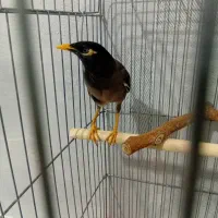 مرغ مینا سخنگو