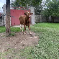 کوله چالوسی سر شاخ دار مناسب برای داشت|حیوانات مزرعه|گوراب زرمیخ, |دیوار