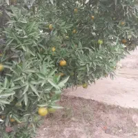 نارنگی کلمانتین