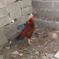 دو عدد خروس فروش فوری|پرنده|توکهور, |دیوار