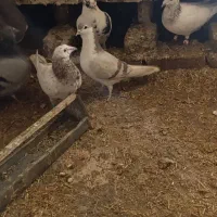 دو عدد ساده ماده