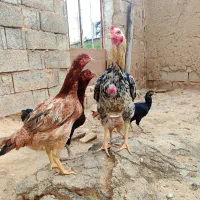 مرغ وخروس جوجه لاری همه اصل معاوضه با دوربین الصقر