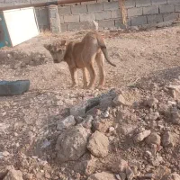 واگذاری توله ۲ماهه|سگ|سراجو, |دیوار