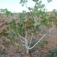 سه ساعت آب چاه موتور