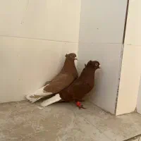 کلاغ دم سفید سینه