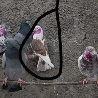 گمشده|پرنده|تهران, تختی|دیوار