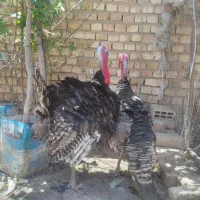 بوقلمون نر
