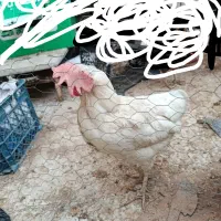 مرغ تخم گذار
