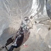 کفتر پرشی|پرنده|فولادشهر, B7|دیوار