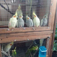 عروس هلندی سالم و جوان