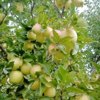 اجاره انواع میوه بالای درخت به صورت نقد