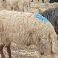 قوچ سنجابی