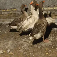 غاز|حیوانات مزرعه|شادگان, |دیوار