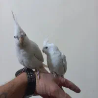 سلام یک تا عروس هلندی نر قیمت ۱۳۰۰۰۰۰