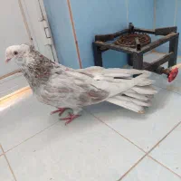 سلام چند جفت کفتر بفروش میرسد|پرنده|میاندوآب, |دیوار