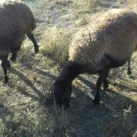 15 عدد برنره افشار و چند بز نر اسرائیلی و گ ماد|حیوانات مزرعه|قیدار, |دیوار