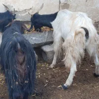 گوسفند میش . ۱۰راس بز ترکی آبستن همه جوان|حیوانات مزرعه|ابریشم, |دیوار