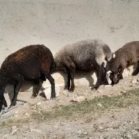 دو راس گوسفندبره دار و یکی آبستن مایع کرده جفتی ۳۱