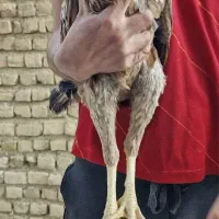 مرغ و خروس لاری اصیل|حیوانات مزرعه|شیروان (خراسان), |دیوار