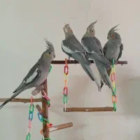 عروس هلندی معاوضه با کرینچیک