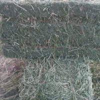 پرس یونجه