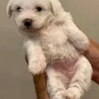 واگذاری ۲عدد سگ تریر نر وماده باهم|سگ|رشت, منظریه|دیوار