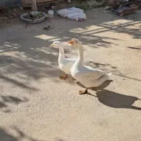 قوغاز