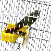 جفت طوطی گرینچیک با جوجه|پرنده|بندرعباس, |دیوار