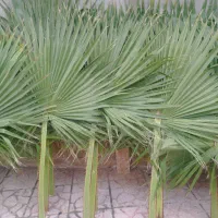 فروش برگ درخت پالم تازه و طبیعی|گل و گیاه طبیعی|شلمان, |دیوار