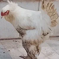 مرغ و خروس برهما و مرندی