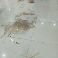 تمیز کاری نظافت منزل با وسایل کامل قالی شوی|خدمات نظافت|اصفهان, قهاب جنوبی|دیوار