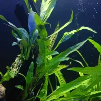 گله کت فیش ویسکرز ، چوب آبنوس نیم متری