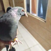 مینا سیاه. وجوگی