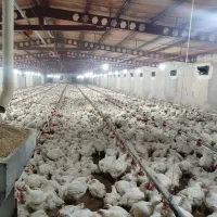 کارگر برای مرغداری