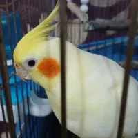 گمشده