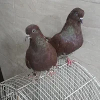 کفتر